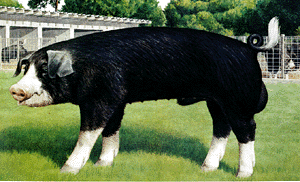 <p>This breed is from Ohio. They are one of the largest breeds with drooping ears. They are black with white legs, face, and tip of tail. The white should not be more than 15%</p>
