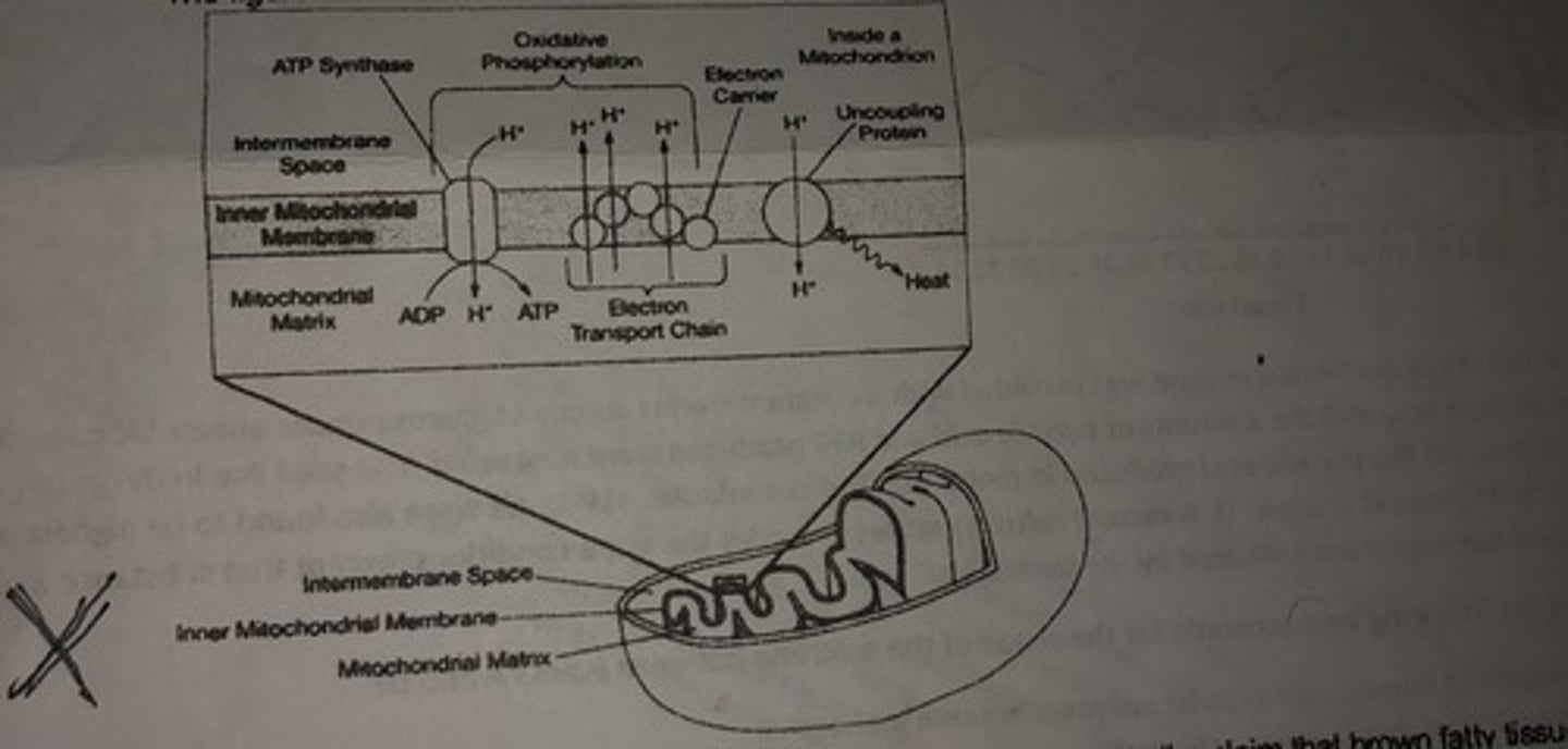 <p>Answer (B): The uncoupling protein in this tissue reduces the proton gradient across the membrane and thus produces heat to warm the animal without ATP production.<br><br>Explanation: The uncoupling protein causes a reduction in the proton gradient across the inner mitochondrial membrane because protons constantly leak into the matrix. Heat energy is released as the protons move, but less ATP is made because of the decreased concentration of hydrogen ions available to move across ATP synthase.</p>