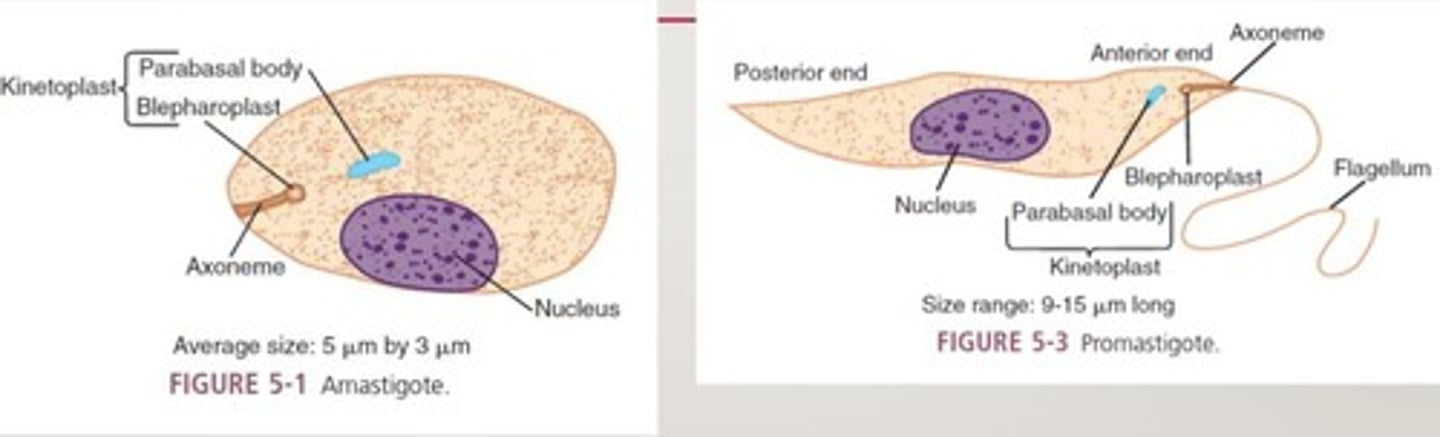 <p>Nonprogressive motility with finger-shaped pseudopods.</p>