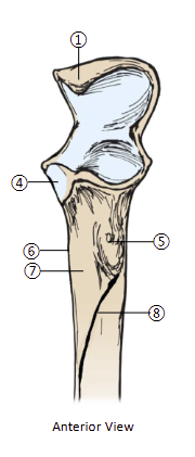 <p>8</p>