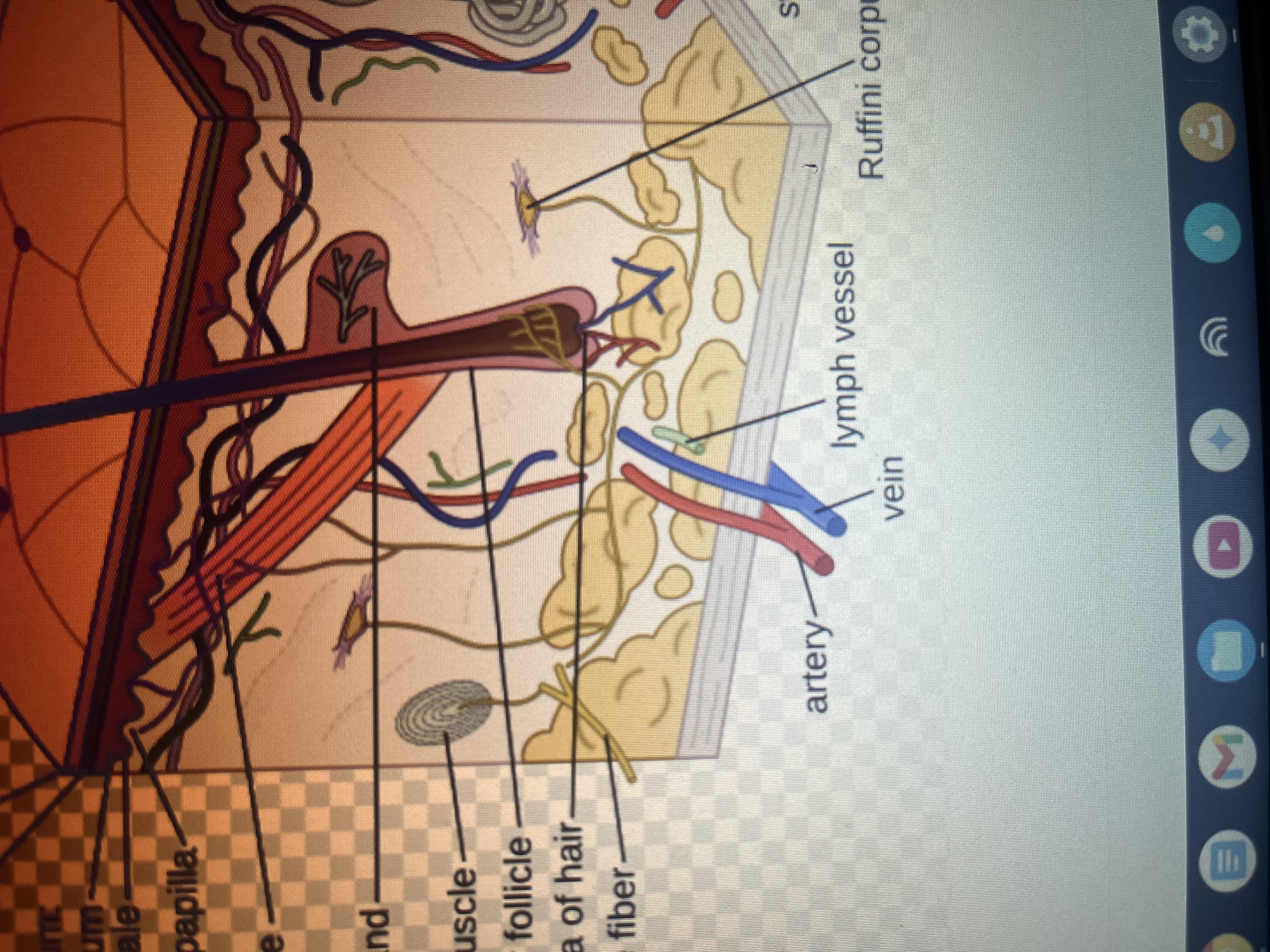 <p>Artery</p>