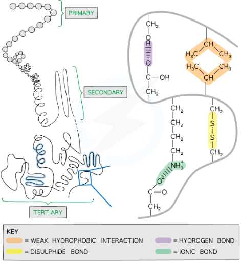 <p>the overall 3D shape of the polypeptide</p><p>held together by: hydrogen bonds, ionic bonds, disulphide bonds, and hydrophilic and hydrophobic interactions</p>