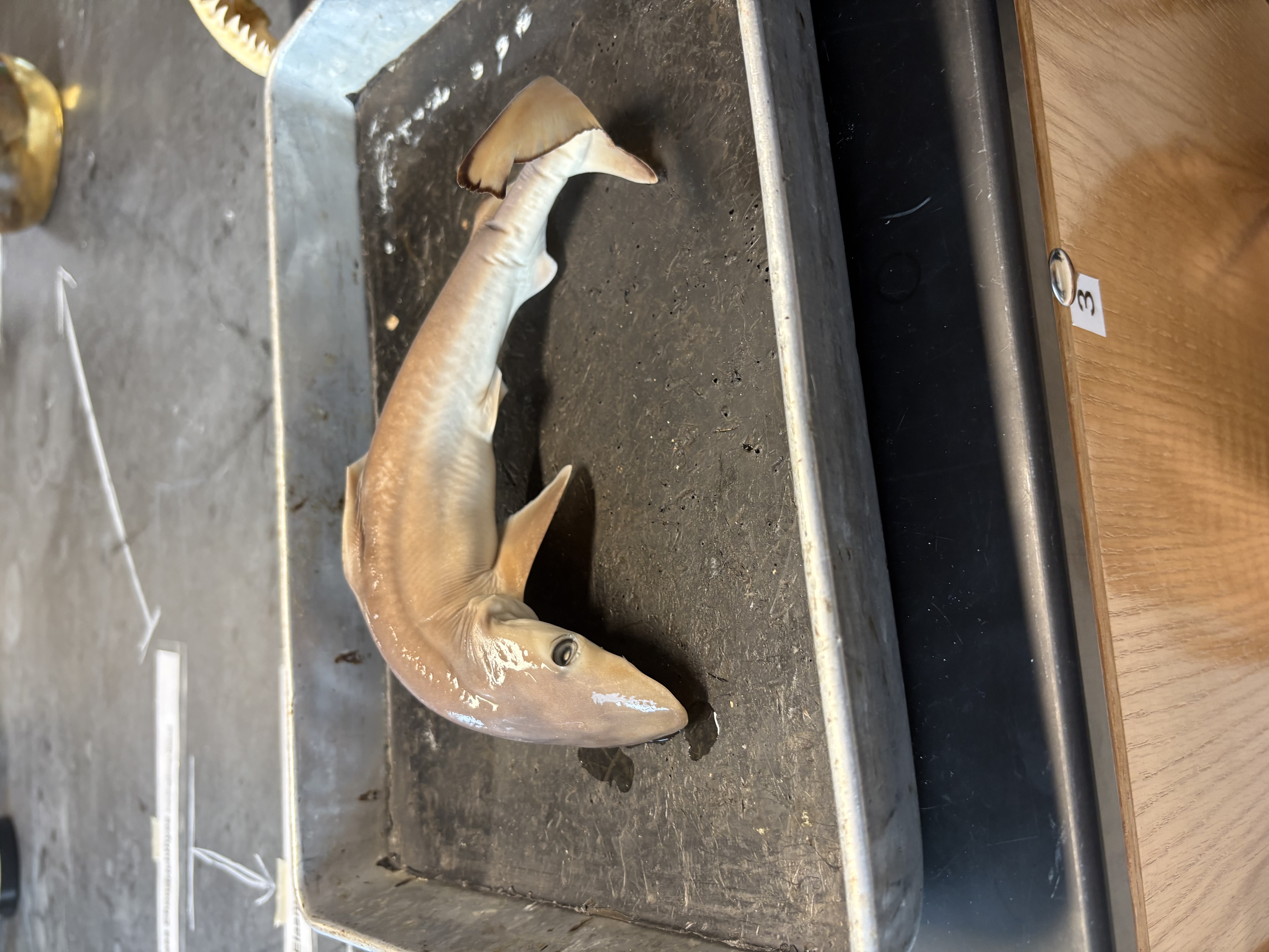 <p>name the class, subclass, and common name of this organism</p>