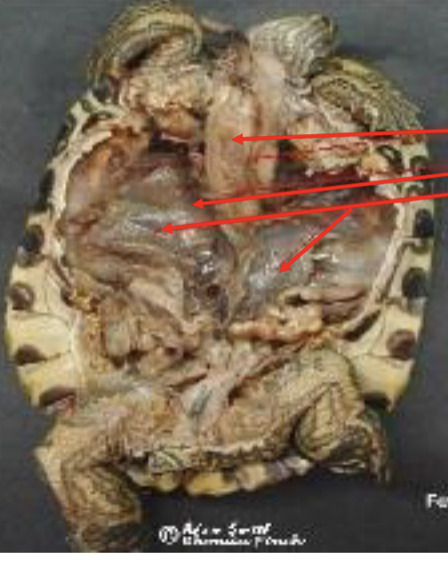 <p>label turtle respiratory system</p>