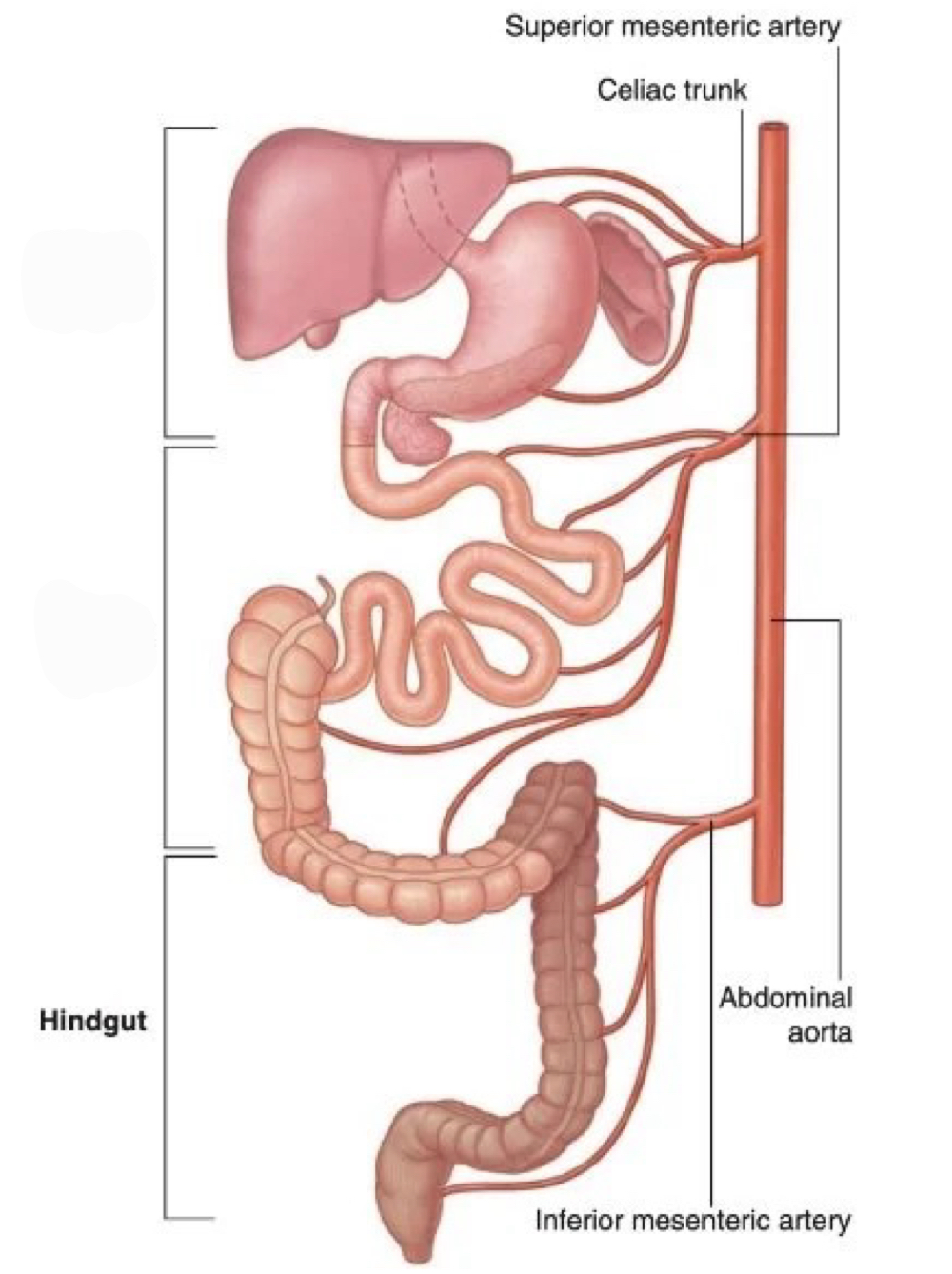 <p>hindgut</p>