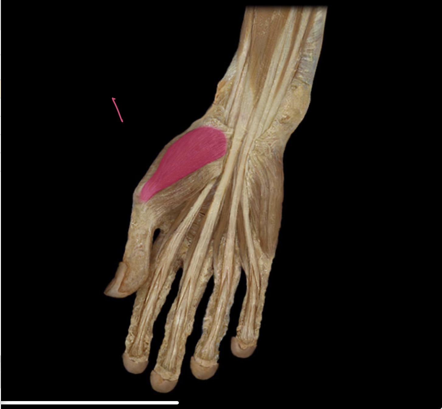 <p>Abductor policis m</p>