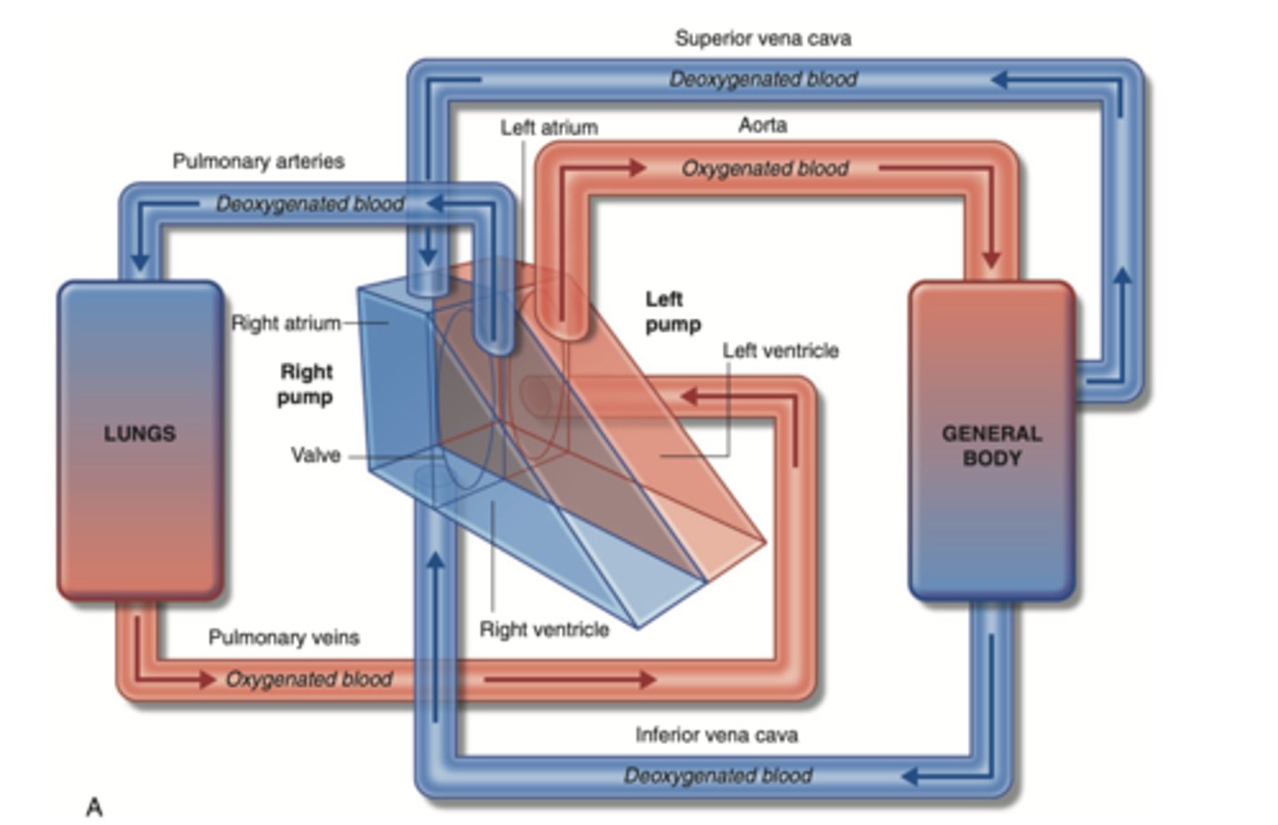<p>flow of blood from body tissue to the heart and then from the heart back to body tissues</p><p>It carries oxygen and nutrients to the cells and picks up carbon dioxide and waste products</p>