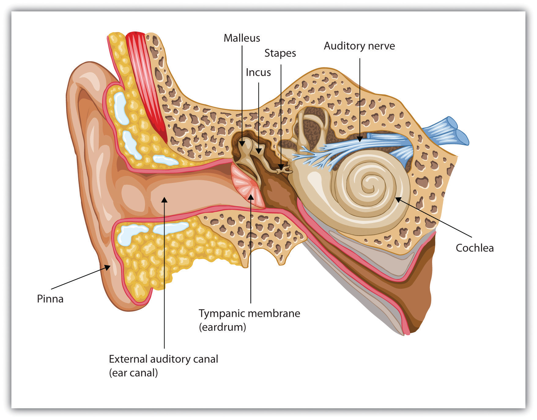 <p><strong><u>Audition (Mod 20)</u></strong></p><p>A fibrous membrane within the cochlea that supports the organ of Corti. In response to sound, the <strong>basilar membrane</strong> vibrates; this leads to stimulation of the hair cells.</p>