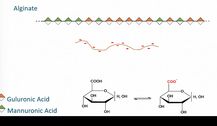 <ul><li><p>Alginate</p><ul><li><p>Consists of guluronic acid and mannuronic acid</p></li><li><p>Guluronic acid are monosaccharides with a carboxylic acid group. </p><ul><li><p>Depending on the pH guluronic acid can lose an H on it carboxyl group and become charged</p></li></ul></li></ul></li></ul><p></p>