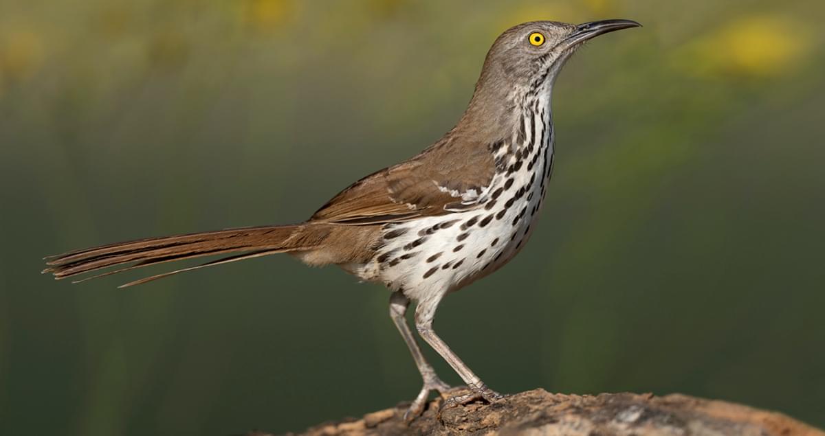 <p>Rusty tail and wings, long decurved bill.</p>