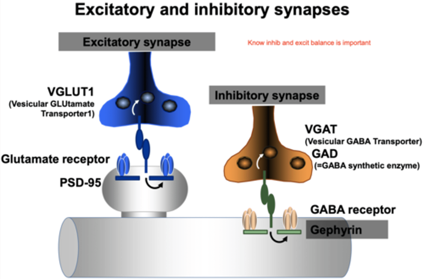<p>Altered balance between excitatory and inhibitory synapses (E/I imbalance) in neuropsychiatric and neurodevelopmental disorders</p>