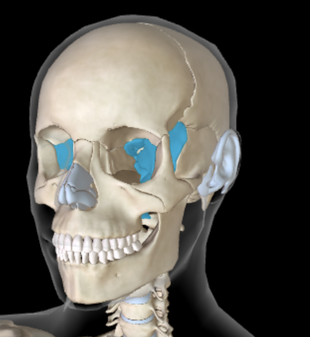 <p>Which bone is this?</p>