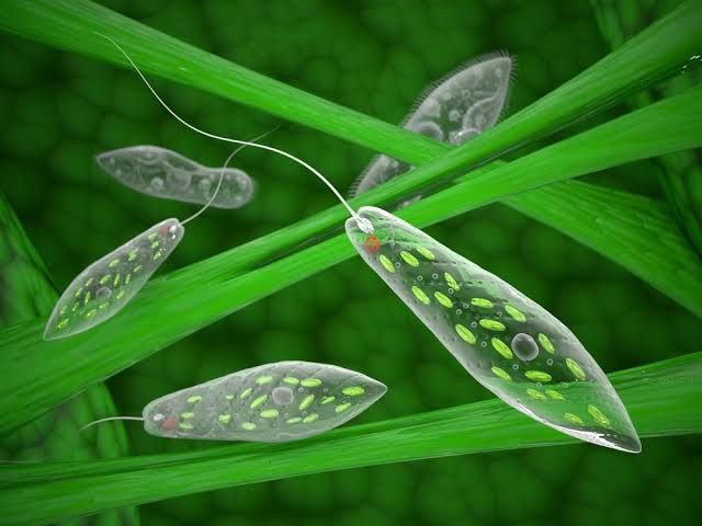 <p>Protozoa</p>
