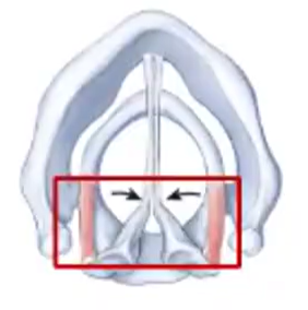 <p>Lateral Cricoarytenoid Muscle </p>
