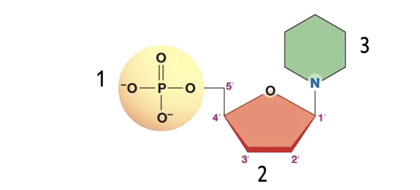 <p>What type of biomolecule is this</p>