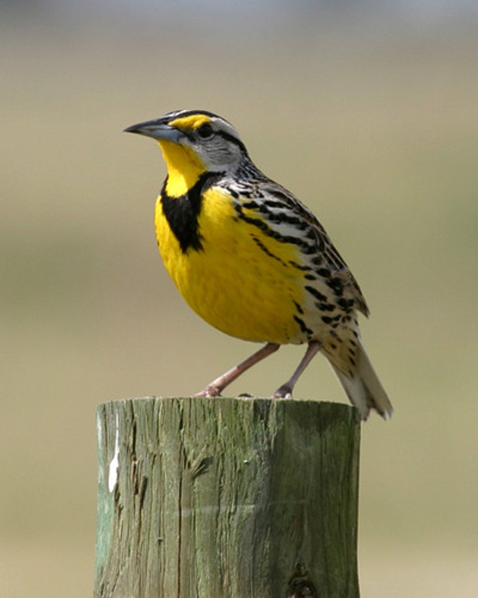 <p>Passeriformes Icteridae</p>