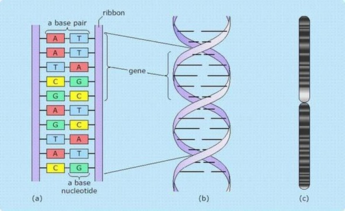 <p>As nucleotide sequences in DNA molecules.</p>