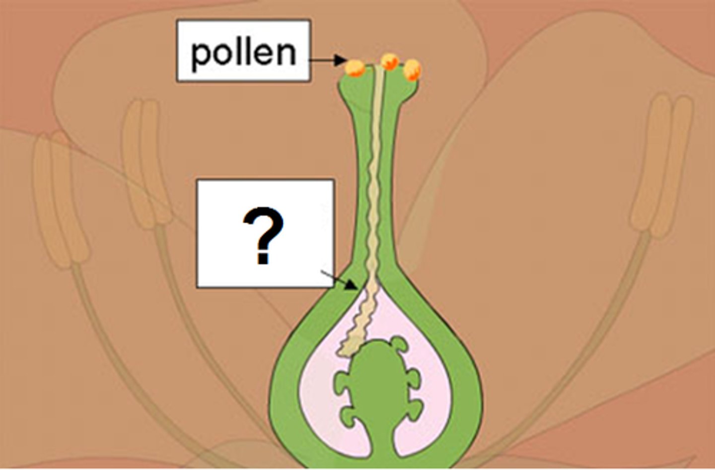 <p>fine powder, usually yellow, that is formed in flowers and carried to other flowers of the same kind by the wind or by insects, to make those flowers produce seeds<br>Ex: In the 1980s, researchers found pollen preserved in lake sediments.</p>