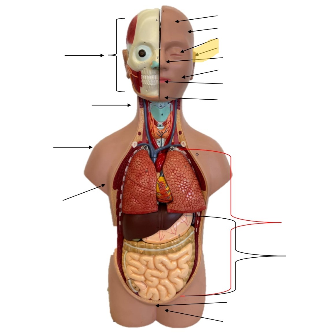 term image