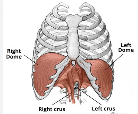 <p>Diaphragm</p>