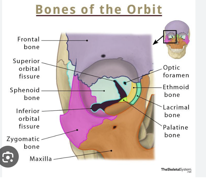 <p>made up of the frontal bone, ethmoid bone, lacrimal bone, the maxillary bone, zygomatic bone, the sphenoid bone, and the palatine bone <span style="font-family: Calibri, sans-serif"> </span></p>