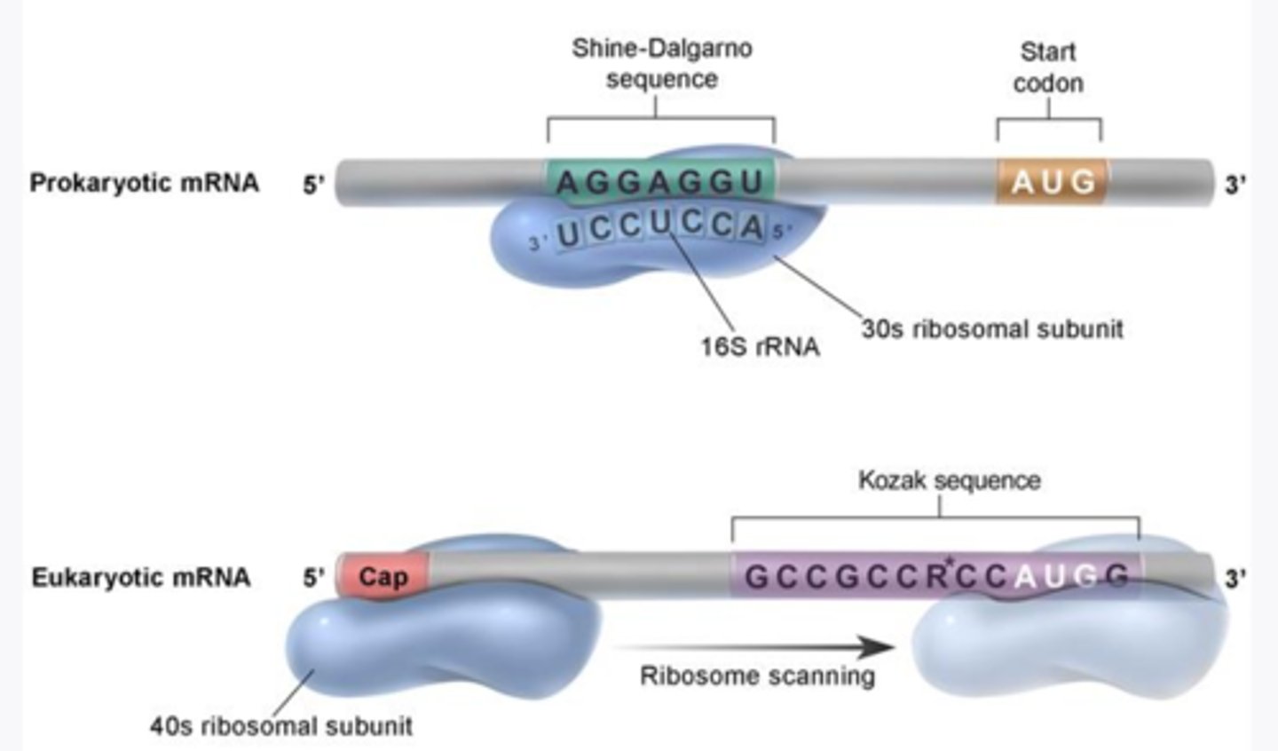 <p>- charged inactive tRNA binds to AUG (met) through bp with its anticodon within P site</p><p>-occurs when the 40S ribosome attaches to the 5' cap and scans for a start codon (AUG) to bp with anticodon (UAC) within P site</p><p>-lays down methionine in the P site of the ribosome</p><p>- Large subunit (60S) binds to small subunit assisted by initiation factors</p>