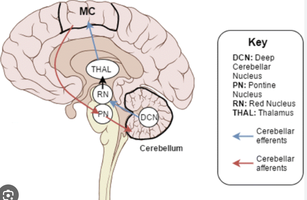 <p>Corticopontocerebellar Tract</p>