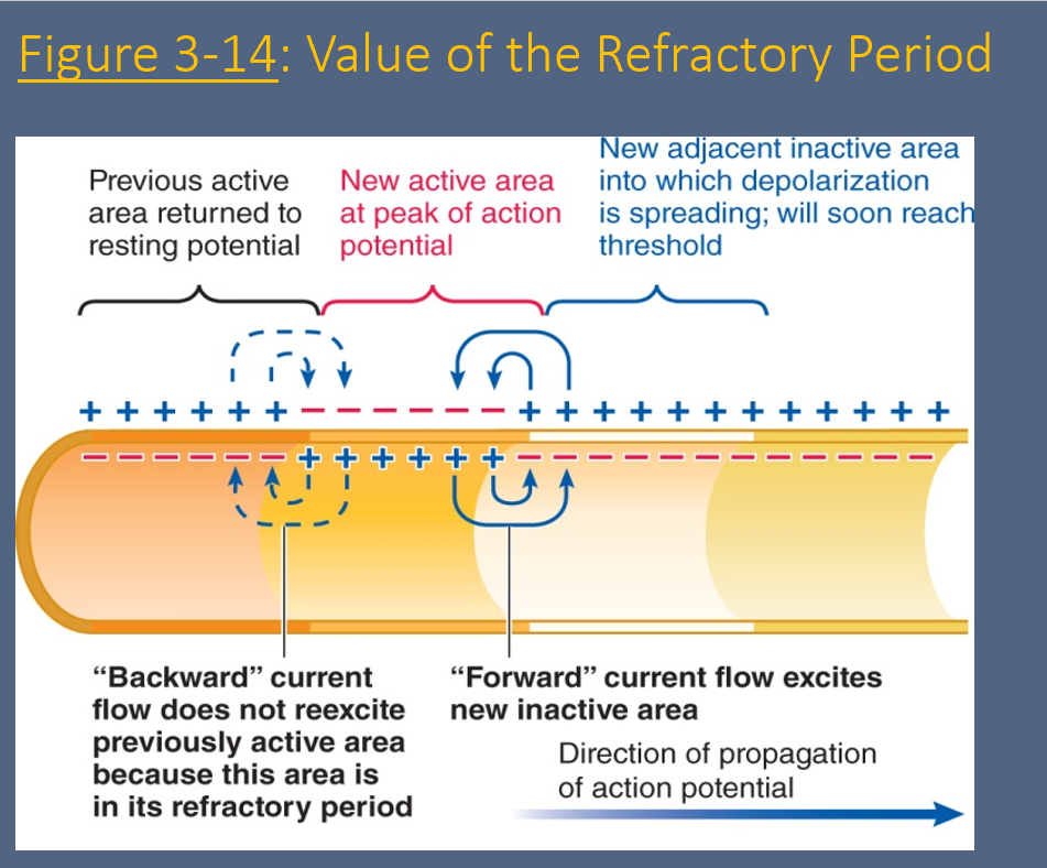 <ul><li><p>. <strong>Why refractory periods matter</strong> </p><ul><li><p><strong>All-or-none principle</strong>: Once an action potential starts, it always goes full force — you can’t start a second one right in the middle.</p></li><li><p><strong>One-way direction</strong>: Action potentials only move <strong>forward</strong> down the axon. They don’t bounce back because the area behind is still in refractory period.</p></li></ul><p> </p><div data-type="horizontalRule"><hr></div><p> 4. Graph meaning (first image) </p><ul><li><p><strong>Red line</strong>: Sodium channels inactivated → Absolute refractory period.</p></li><li><p><strong>Blue line</strong>: Potassium channels open → Relative refractory period.</p></li></ul><p> </p><div data-type="horizontalRule"><hr></div><p> </p><p><span data-name="check_mark_button" data-type="emoji">✅</span> So in short:</p><p> </p><ul><li><p><strong>Absolute refractory</strong> = no chance of firing again.</p></li><li><p><strong>Relative refractory</strong> = possible, but needs stronger push.</p></li><li><p></p></li></ul></li></ul><p></p>