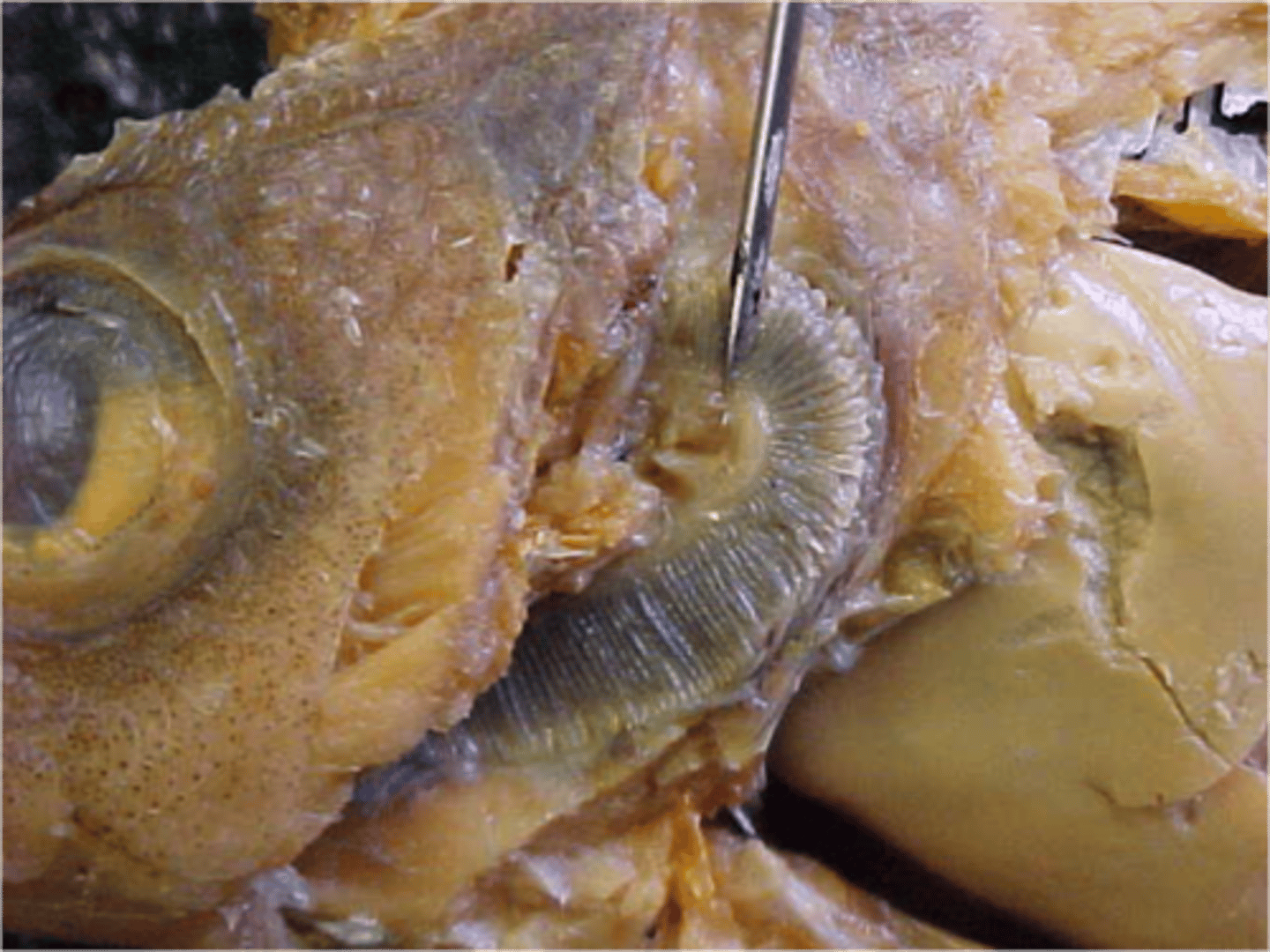 <p>Cartilaginous rods that support gill rakers and gill filaments</p>