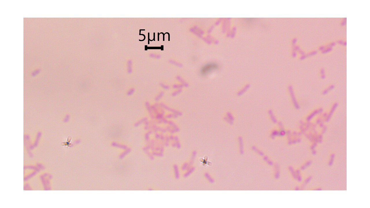 <p>gram negative </p>