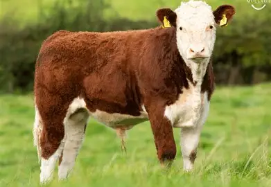 <ul><li><p>Origin: England</p></li><li><p>Color: red body and white face</p></li><li><p>Horned</p></li><li><p>Size: large</p></li><li><p>Traits: superior foraging ability and very hardy</p></li></ul><p></p>