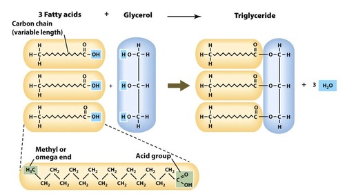 <ul><li><p>One glycerol and three fatty acids though the structure of the fatty acid can vary</p></li><li><p>Are formed by condensation reactions as the OH of a the carboxyl group of the hydrocarbon chain can react with one of the hydroxyls of the glycerol</p></li><li><p>3 waters molecules are produced</p></li><li><p>Ester bonds are the bonds connecting the fatty acids to the glycerol</p></li></ul><p></p>