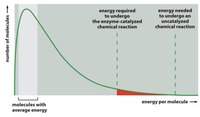 <p>only a small fraction of molecules have _______ energy </p>