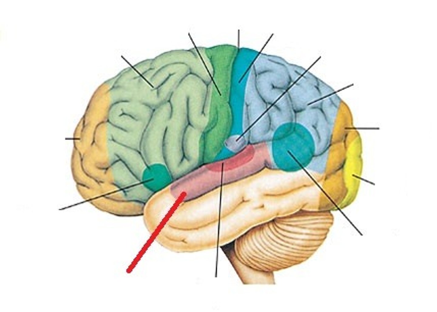 <p>interprets meaning of sound by placing it into context with past experiences</p>