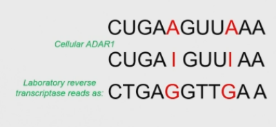 <p>Reverse transcriptases also read inosines as guanosines → there will be differences compared to the exprected sequence. </p><p>A→G substitution indicates an A→I conversion. rare in vertebrantes.</p>