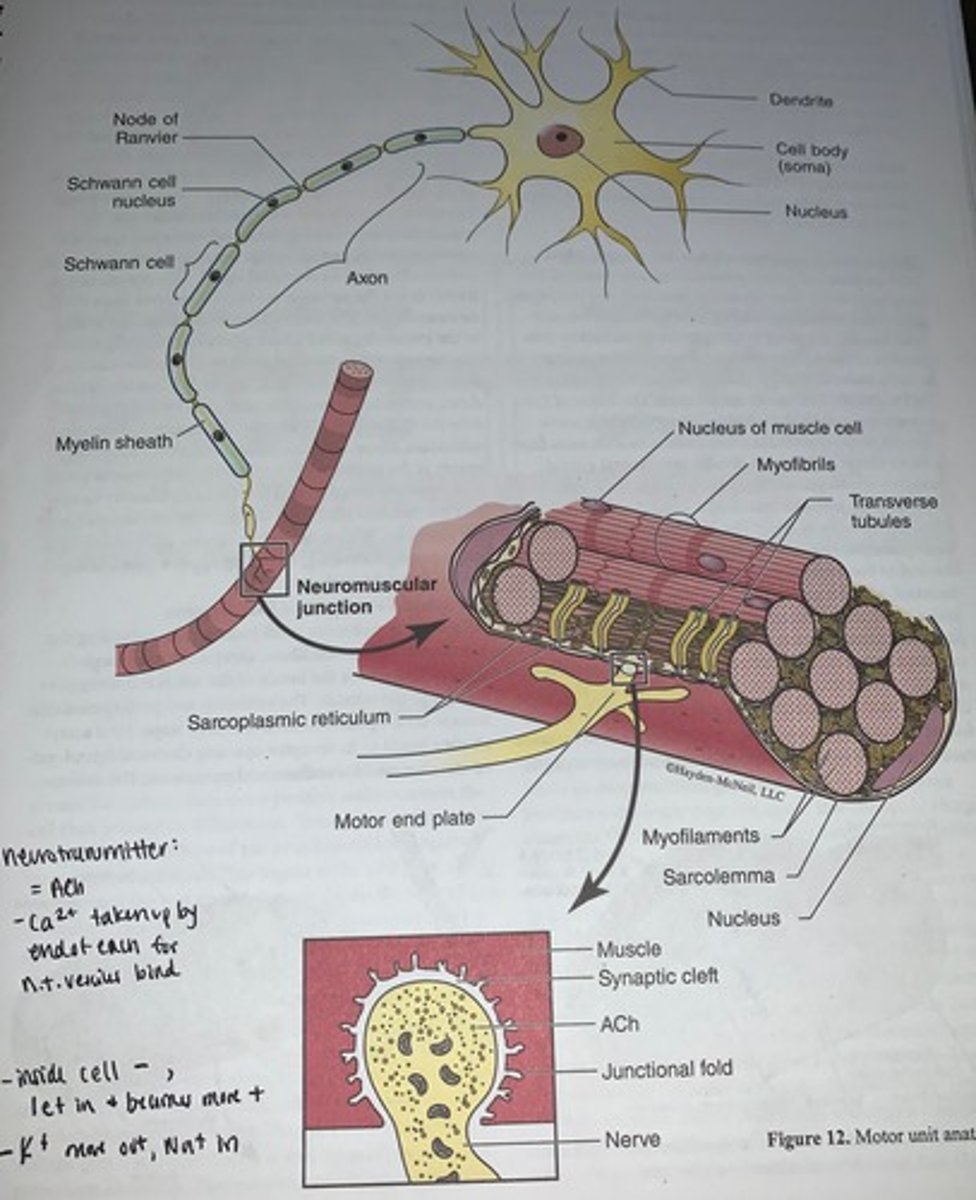 knowt flashcard image