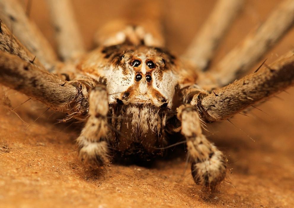 <p>Pisauridae, kiitohämähäkit</p>