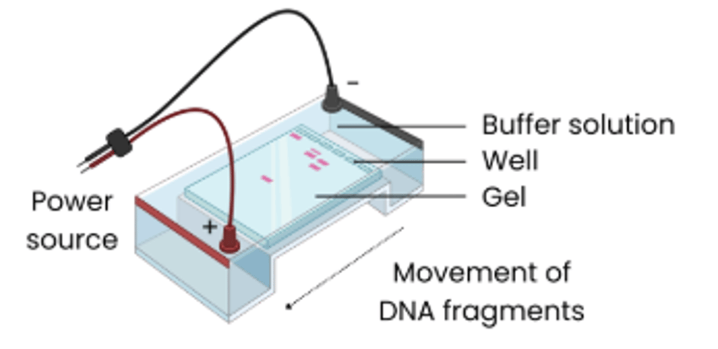 <p>1. DNA samples loaded into wells in a porous gel and</p><p>covered in buffer solution (which conducts electricity)</p><p>2. Electrical current passed through → DNA is negatively</p><p>charged so moves towards positive electrode</p><p>3. Shorter DNA fragments travel faster so travel further</p>