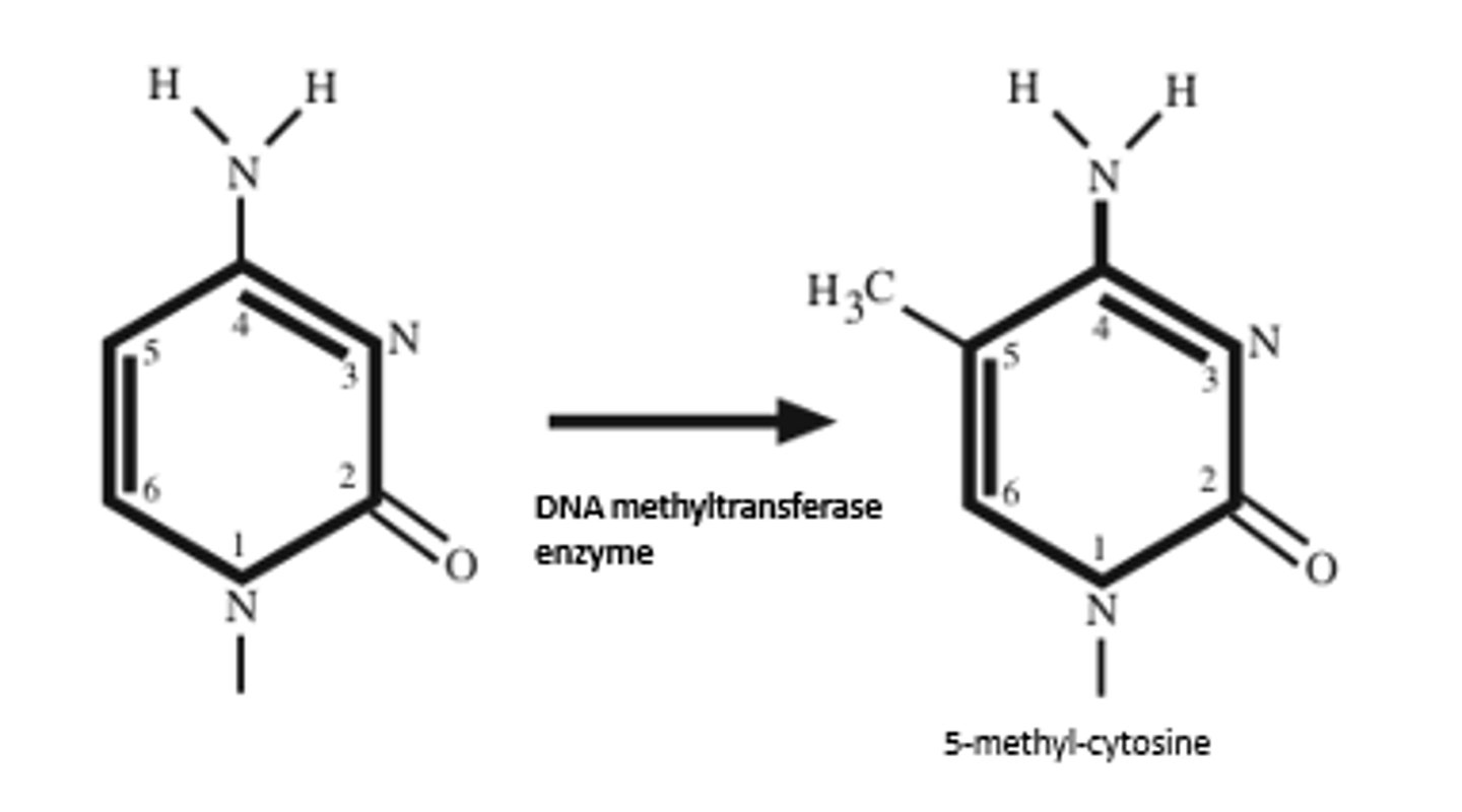 <p>DNA Methylation</p><p>DNA methylation tags a region of the genome for histone modification that causes the formation of heterochromatin.</p>