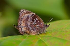 <p><span><span>Lycaenidae</span></span></p>