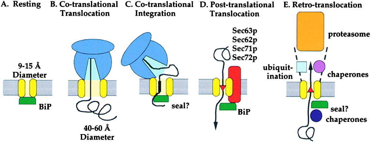 <p>the process by which misfolded or unassembled proteins are exported from the ER lumen back into the cytosol for degradation, typically as part of the <strong>ER-associated degradation (ERAD)</strong> pathway.</p><p><span data-name="small_blue_diamond" data-type="emoji">🔹</span> Key Requirements</p><ol><li><p><strong>Protein Unfolding</strong></p><ul><li><p>Substrates must be <strong>partially or fully unfolded</strong> to pass through the narrow translocon channel.</p></li></ul></li><li><p><strong>Translocator Complex</strong></p><ul><li><p>A <strong>protein-conducting channel</strong> (e.g., Derlin or Hrd1 complex) facilitates movement across the ER membrane.</p></li></ul></li><li><p><strong>Energy Source</strong></p><ul><li><p><strong>ATP hydrolysis</strong> powers the process, often via <strong>cytosolic AAA-ATPases</strong> (e.g., p97/VCP)</p></li><li><p>These ATPases <strong>pull the protein</strong> through the translocator into the cytosol</p></li></ul></li></ol><p></p>
