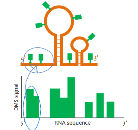 <p>areas of high signal indicate ssRNA as DNA may only modify A’s and C’s in ssRNA. Low signal areas indicate dsRNA</p>