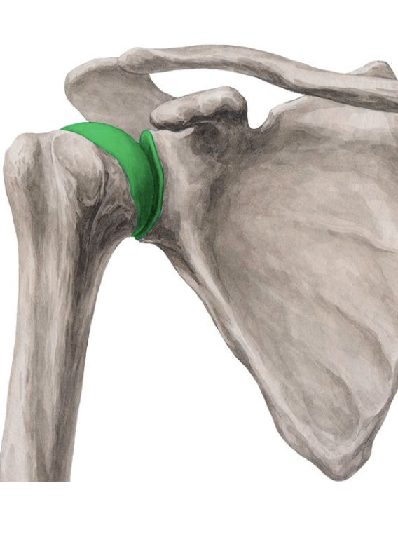 <p>How many movements occur in the shoulder joint? </p>