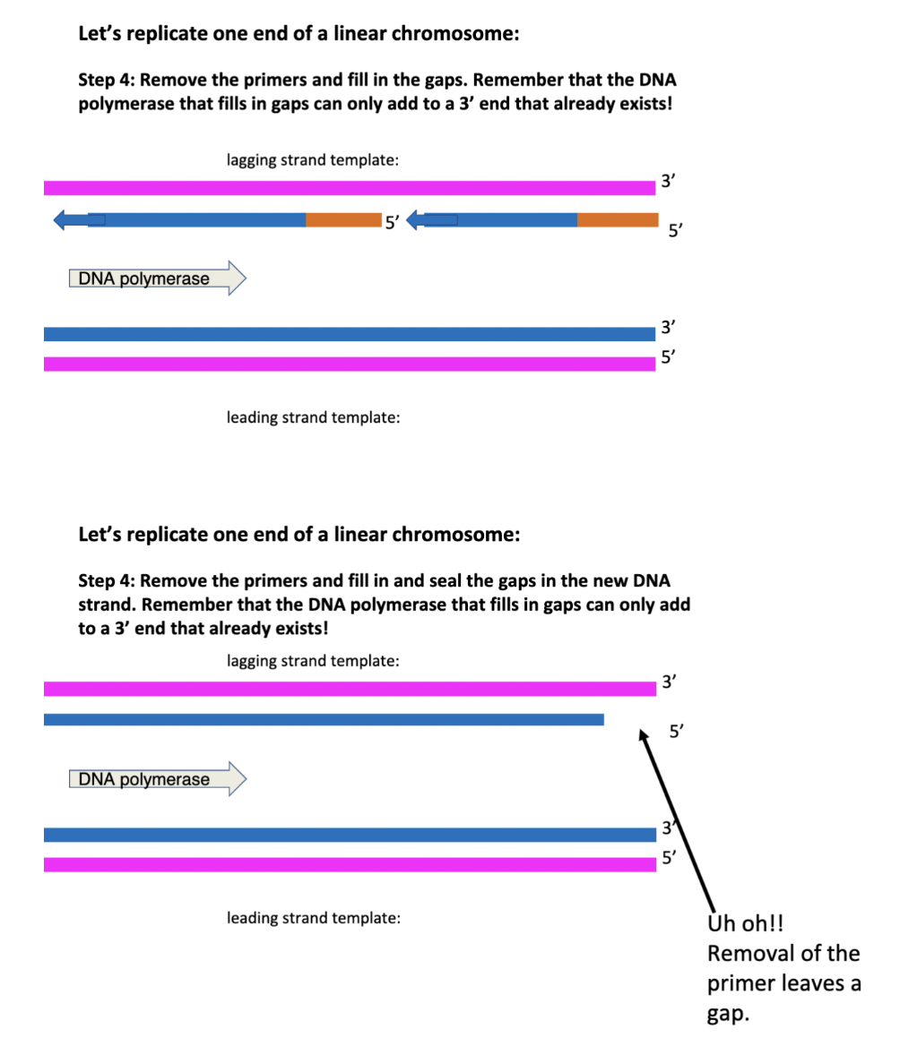 helicase opens DNA completely → opens terminal end also →→→ DNA can't replicate at beginning of very first LAGGING strand because primase can't attach to form a primer at end of lagging strand → DNA polymerase can't attach to primary so can't continue to replicate → DNA gets shorter with each replication because of inability to replicate at end

\
THUS with normal replication and NO telomerase, the lagging strand will get shorter with each round of replication