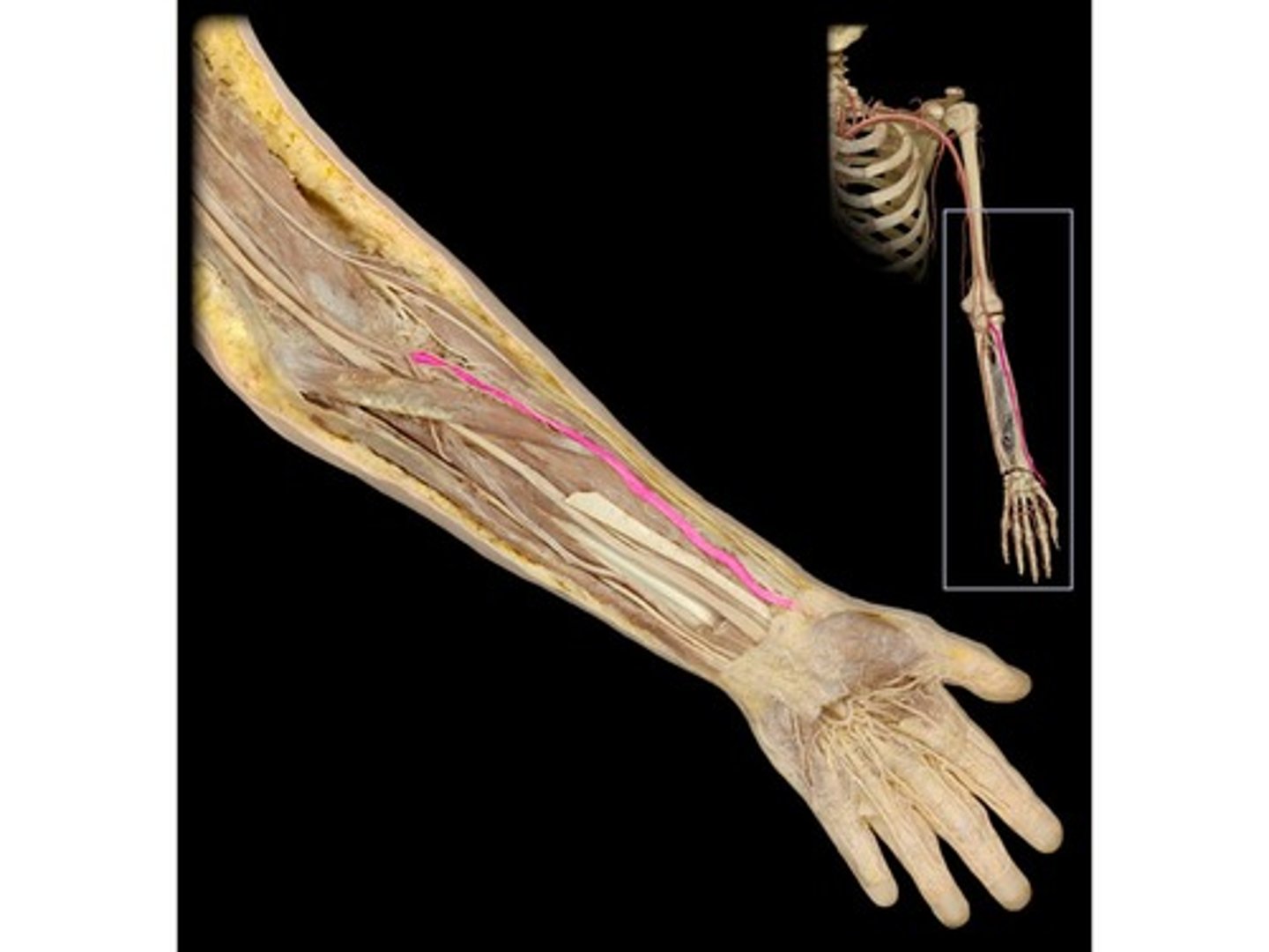 knowt flashcard image