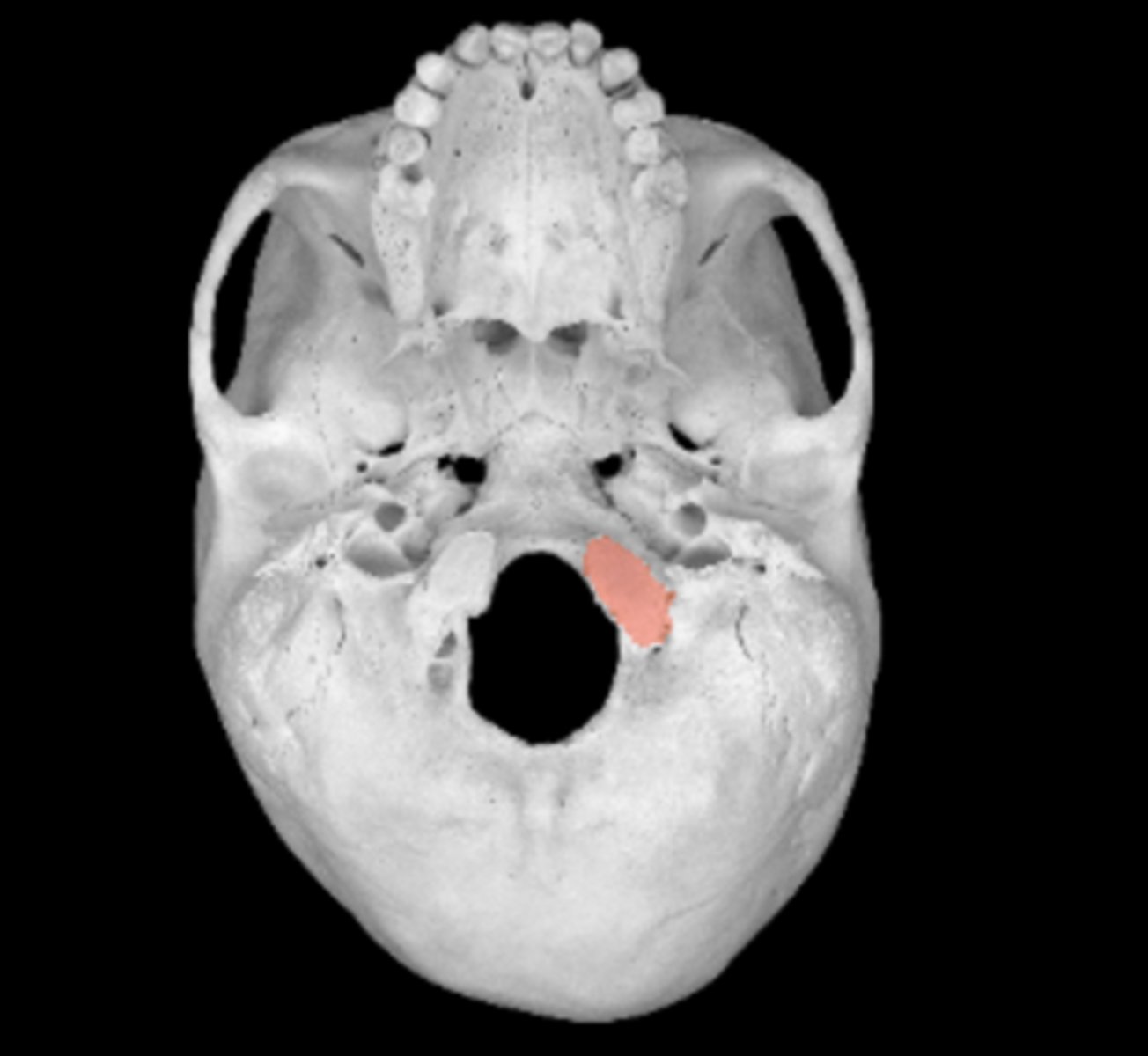<p>contribute to atlanto-occipital joint</p>