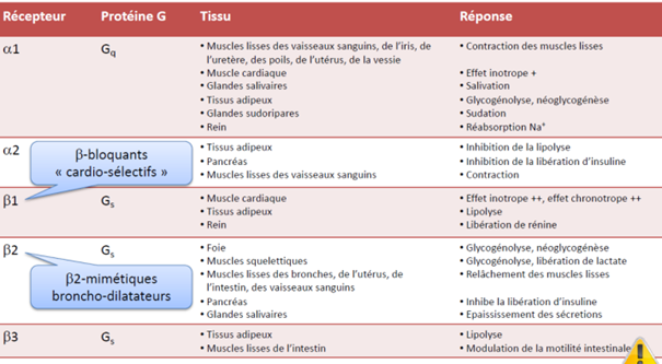 2 classes : 
-récepteurs α (α1 et α2) et β (β1,β2 et β3)
-les récepteurs métabotropiques sur la surface cellulaire, couplés à une protéine G
ils sont capables de produire une grande quantités d'effets post-synaptiques