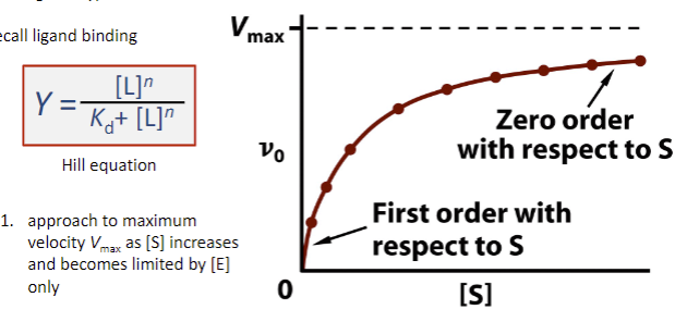 <p><span style="font-family: sans-serif">1. approach to max velocity Vmax as [S] increases &amp; becomes limited by [E] only</span><br><span style="font-family: sans-serif">2. 0 order (with respect to [S]) at high [S]</span><br><span style="font-family: sans-serif">3. 1st order (with respect [S]) at low [S]</span></p>