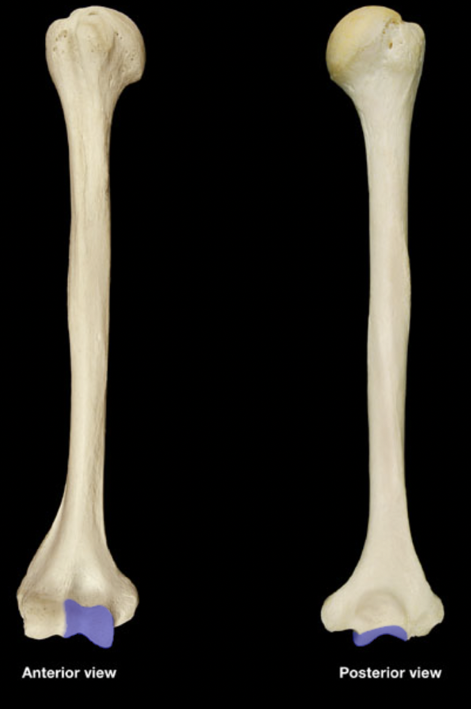 <p>(right humerus)</p>