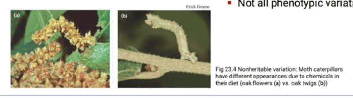 <p>Natural selection can only act on variation with a genetic component.</p>